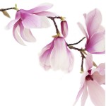 Huile essentielle à bruler - Magnolia prix Tunisie Sfax